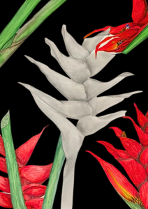 balisier plante